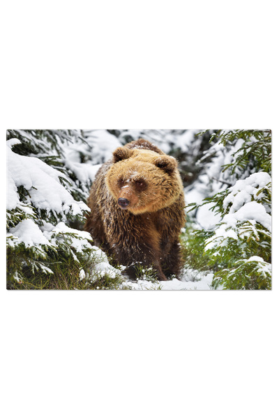 StoryGift Romania Tablou Canvas Cu Urs Grizzly - Intalnire Cu Bestia In Padure
