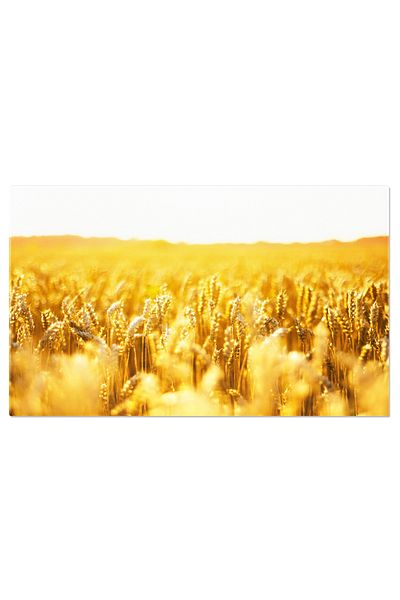 StoryGift Romania Canvas Painting 40 x 25CM view Ripe Wheat Ears on the Golden Field, ears, bread, harvest, about STG