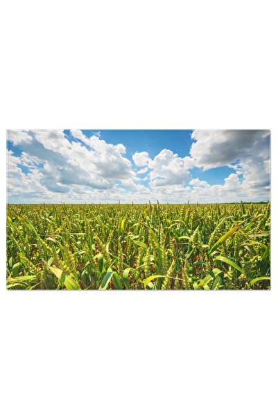 StoryGift Romania Tablou Canvas Pajiste Verde De Grau In Lumina Zilei, Agricultura, Grau, Peisaj Rural 2241