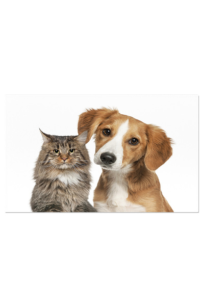 StoryGift Romania Tablou Canvas: Pisica British Shorthair, Eleganta Si Pedigr...