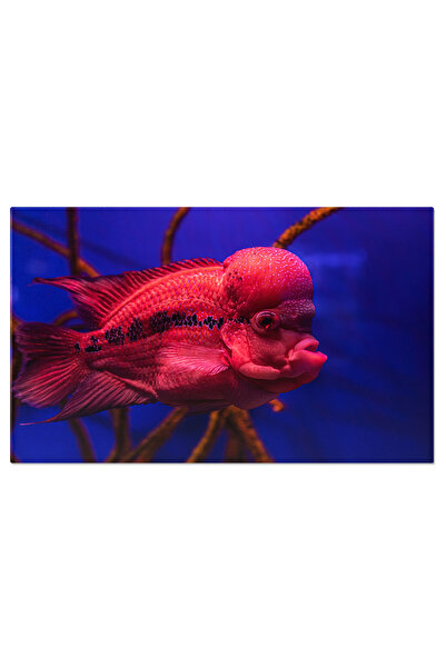 StoryGift Romania Tablou Canvas: Frumusetea Vietii Subacvatice - Aquarium, Na...