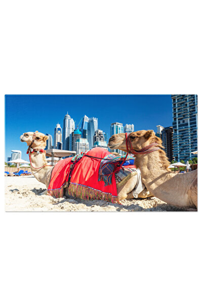 StoryGift Romania Tablou Canvas: Camelii Pe Plaja In Dubai, In Decorul Impres...