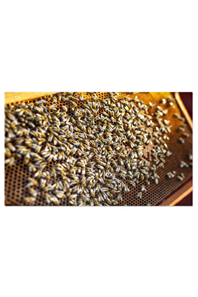 StoryGift Romania Tablou Canvas Rama Cuibului De Miere Cu Multe Albine, Cell, Rama, Albina, Miere 2390