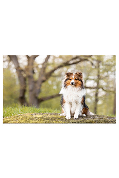 StoryGift Romania Tablou Canvas: Bucurie In Natura - Portret De Caine In Joaca