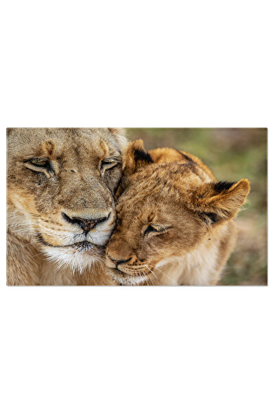 StoryGift Romania Tablou Canvas Fata Unui Pui De Leu Animal, Pisica, Salbatic, Natura, Leu, Feline 1262