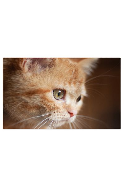 StoryGift Romania Tablou Canvas Pisicuta Gingasa Britanica Animal, Dragoste, Pui, Blana, Poroasa, Portret 1331