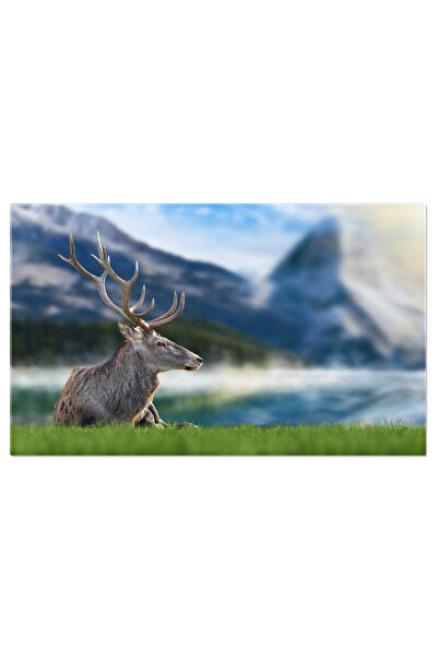 StoryGift Romania Tablou Canvas: Cerb Rosu In Toata Splendoarea Sa - Fauna Si...