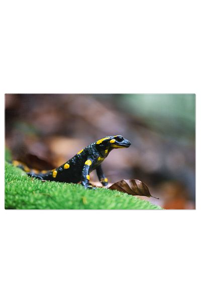 StoryGift Romania Tablou Canvas 120 X 80cm Salamandra De Foc Pe Muschi Verde Salamandra De Foc, Natura, Verde, Stg