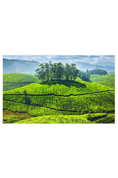 StoryGift Romania Tablou Canvas Cu Plantatii De Ceai In Kerala - India, Agric...