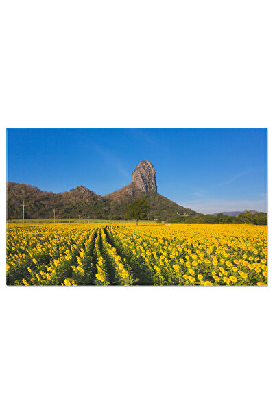 StoryGift Romania Tablou Canvas Camp De Floarea Soarelui In Gradina Naturala ...