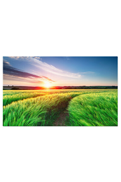 StoryGift Romania Tablou Canvas Apus De Vara In Cornwall, Agricultura, Apus, Cereale, Camp, England. 4284