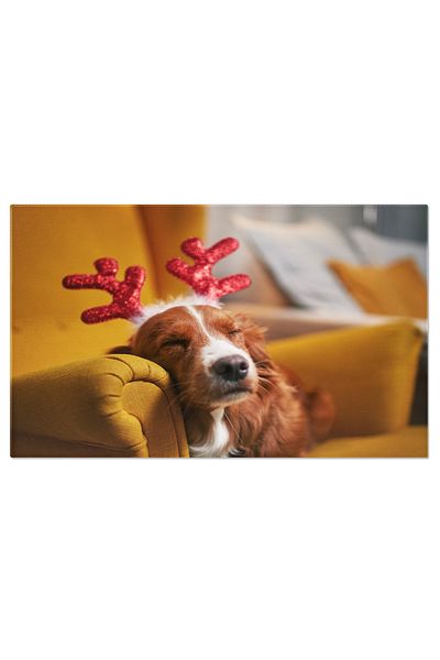 StoryGift Romania Tablou Canvas Portret Amuzant De Caine Dormind Si Asteptand Craciunul Christmas, Amuzant, Caine