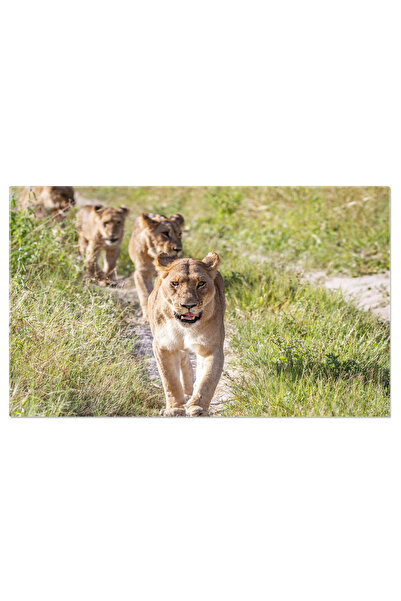 StoryGift Romania Tablou Canvas Cu Regele Junglei - Leonul Ca Simbol Al Majestatii Naturii