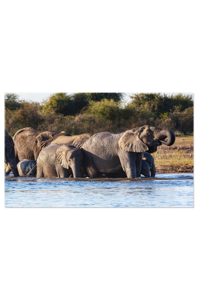 StoryGift Romania Tablou Canvas Elefant African In Stare De Relaxare, Africa,...