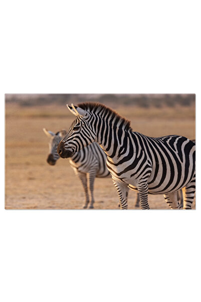 StoryGift Romania Tablou Canvas - Stripes In Furtuna: Zebra In Infruntarea Ce...