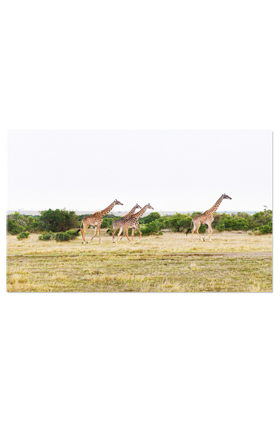 StoryGift Romania Tablou Canvas Grup De Girafe Mergand Pe Savana In Africa Girafe, Natura, Savana 2267