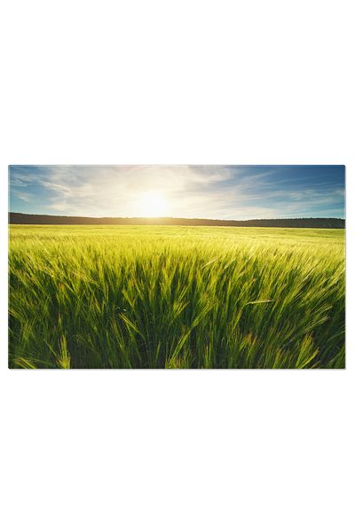 StoryGift Romania Tablou Canvas Dimineata In Valea Cu Campuri Si Flori Vara, Peisaj Natural, Bulgaria 2987