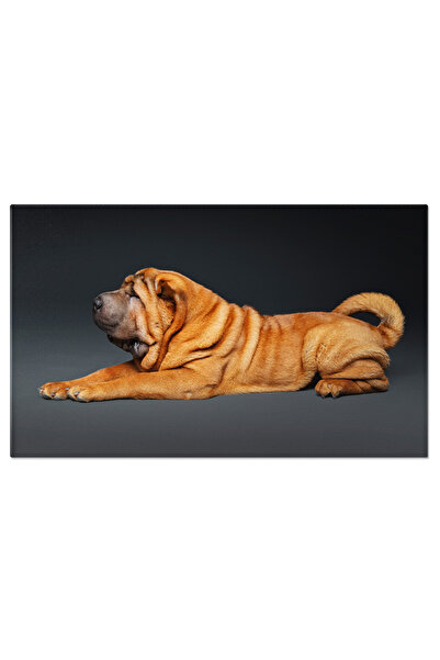 StoryGift Romania Tablou Canvas - Felina Maine Coon: Pufosenie Adorabila