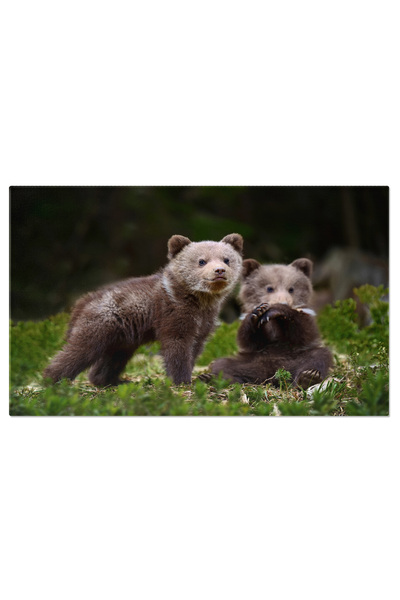 StoryGift Romania Tablou Canvas - Moment Intim Intre Mama Urs Si Ursulet: Pui...