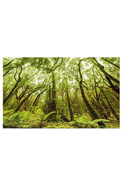 StoryGift Romania Tablou Canvas Padurea Eterna De Pe Insula La Gomera La Gomera, Insula, Garajonay, Copac, Verde,