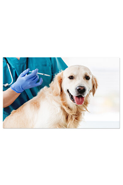 StoryGift Romania Tablou Canvas Cu Medicina Veterinara: Veterinari, Animale D...