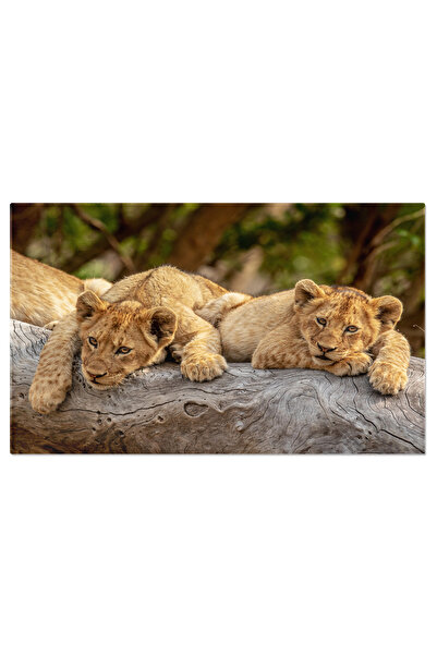 StoryGift Romania Tablou Canvas Pui De Leu Asezati Pe Un Trunchi Cazut, Animal, Feline 2784