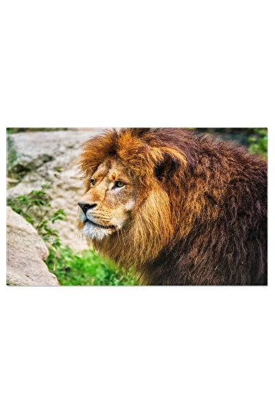 StoryGift Romania Tablou Canvas - Panthera Leo In Salbaticie: Regele Junglei,...