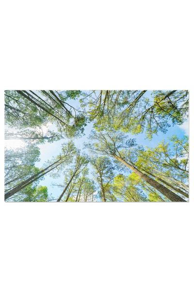 StoryGift Romania Tablou Canvas Padure Tropicala Cu Arbori Verzi, Natura, Padure, Tropicala, Mediu, Trunchi, Frun