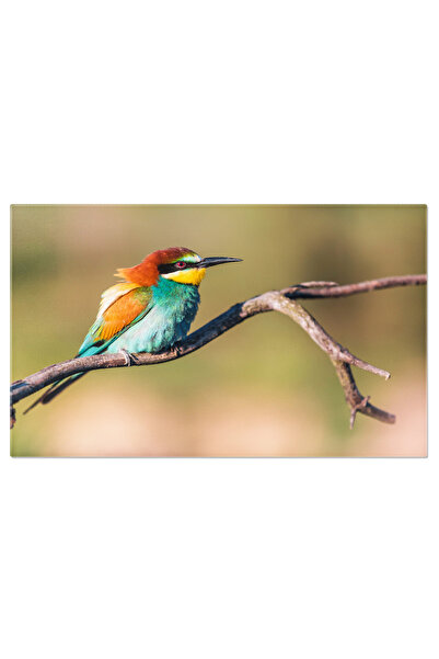 StoryGift Romania Tablou Canvas: Merops Apiaster - Pictura A Pasarilor Culega...