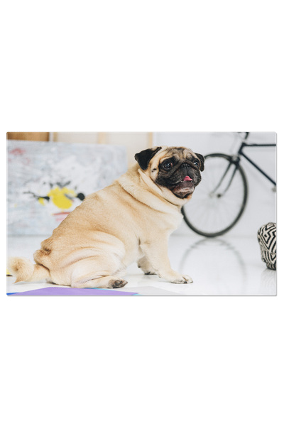 StoryGift Romania Tablou Canvas Caine Pug In Interior Animal, Fundal, Bicicle...