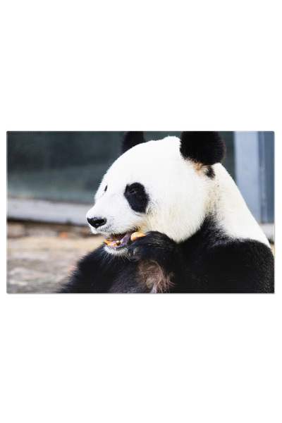 StoryGift Romania Tablou Canvas Panda Giganta In Australia, Ailuropoda Melano...