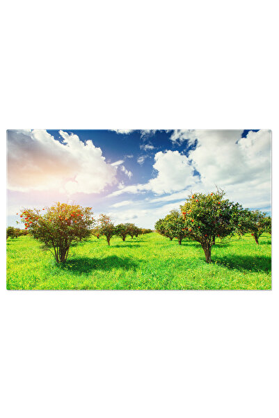 StoryGift Romania Tablou Canvas Livezi Inflorite - O Privire La Recolta De Citrice Sub Soarele Stralucitor