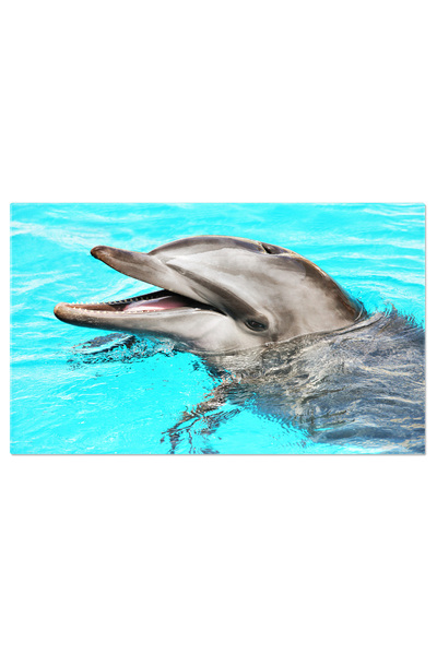 StoryGift Romania Tablou Canvas: Amici Zambitori - Animale, Apa, Joc