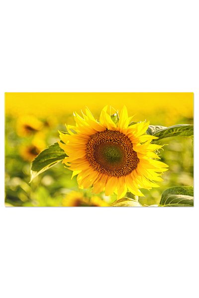 StoryGift Romania Tablou Canvas Camp De Floareasoarelui Rural Flori Galbene Vibrante In Cresterea Verii, Frumuse