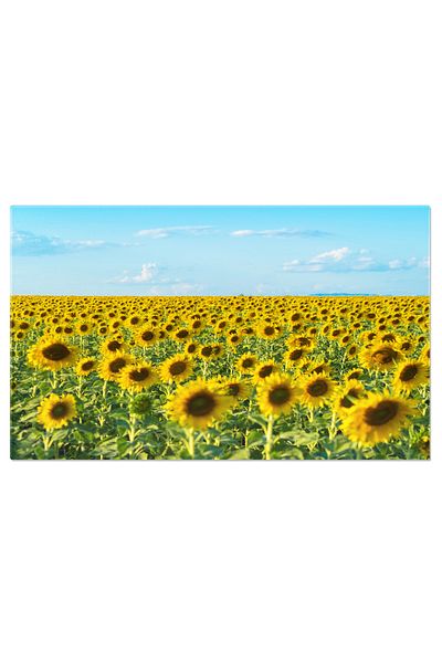 StoryGift Romania Tablou Canvas Camp De Floarea-soarelui Cu Raze Albastre In Parcul Natural Albastru, Floarea-soa