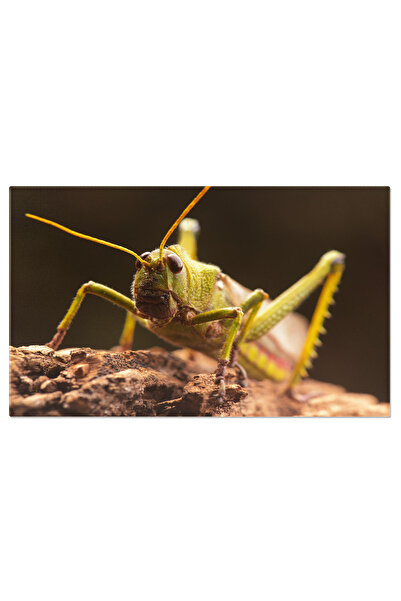 StoryGift Romania Tablou Canvas Lacusta Gigant O Minunatie A Naturii Care Incanta Si Inspaimanta O Aventura In L