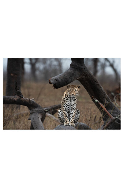 StoryGift Romania Tablou Canvas: Felina In Natura