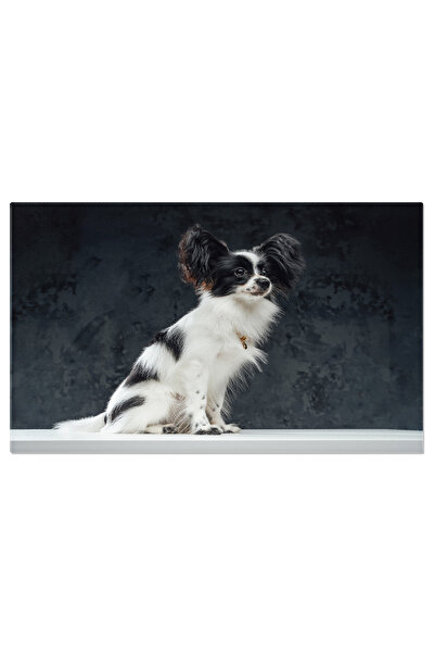 StoryGift Romania Tablou Canvas - Cainele Papillon: Frumusete Pedigree In Studio Pe Negru Si Alb