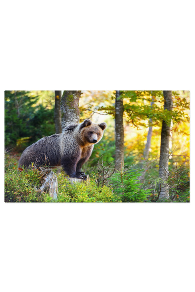 StoryGift Romania Tablou Canvas Cu Urs Brun European - Mammifer In Soare