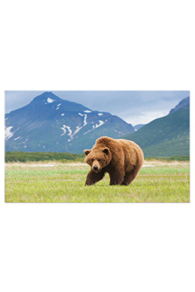 StoryGift Romania Tablou Canvas: Urs Brun In Peisajul Montan Din Alaska, In M...