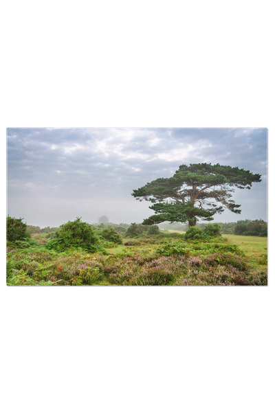 StoryGift Romania Tablou Canvas Dimineata Cetoasa Cetoasa, Bratley View, Pin,...