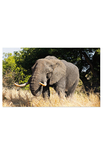 StoryGift Romania Tablou Canvas: Elefant African - Kruger, Maretie, Natura, Safari, Salbaticie