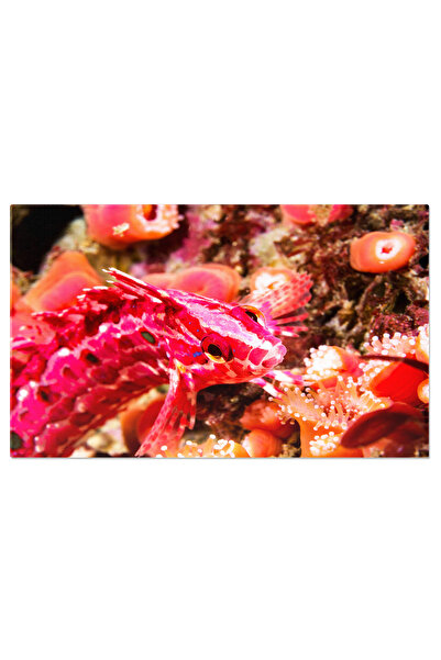 StoryGift Romania Tablou Canvas Cu Pestele Kelpfish - Viata Marina Californiana