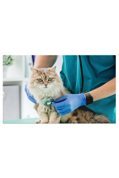 StoryGift Romania Tablou Canvas - Veterinar Specializat Examinand Pisica - An...