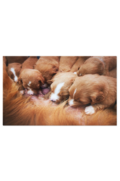 StoryGift Romania Tablou Canvas Caine Cu Pui Draguti Pui, Caine, Alaptare, Dr...