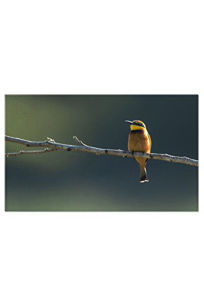 StoryGift Romania Tablou Canvas: Pasare Merops Pusillus Stand Pe Creanga