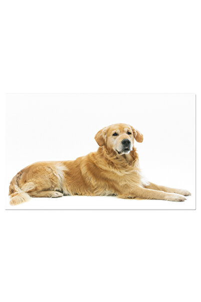 StoryGift Romania Tablou Canvas - Catelus Retriever: Portretul Adorabil Al Un...