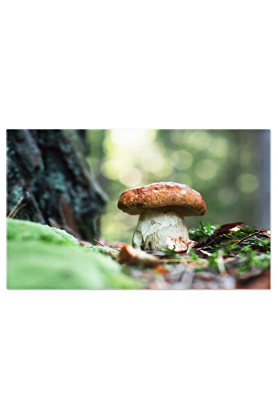 StoryGift Romania Tablou Canvas Ciuperca Alba In Padurea De Toamna Detaliu To...