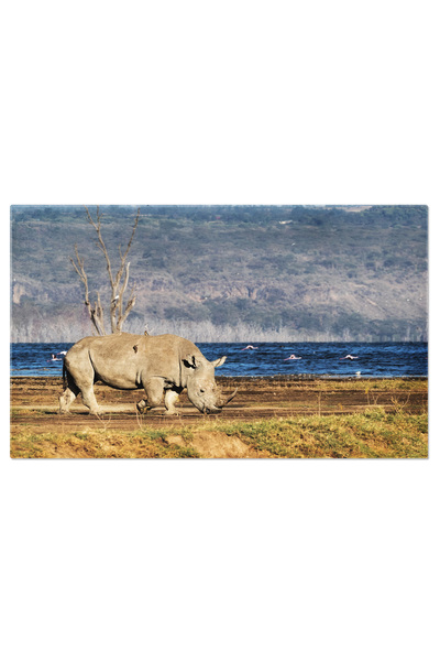 StoryGift Romania Tablou Canvas Rinocer Alb Meridional In Parcul National Nak...