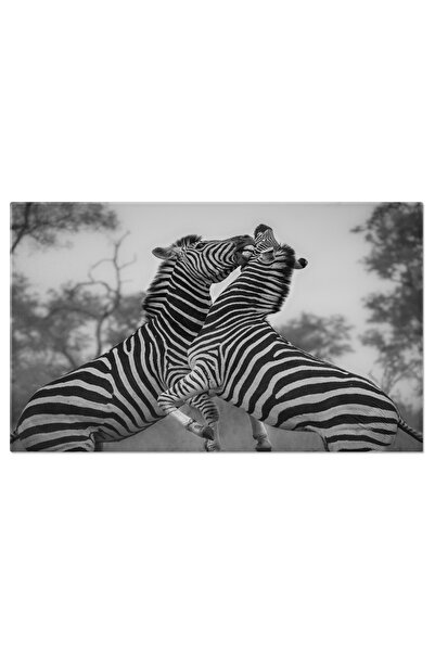 StoryGift Romania Tablou Canvas: Lupta Intre Doua Zebre In Natura